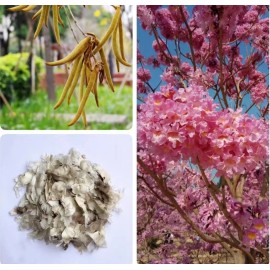 Seed-Top 60 Pink Tabebuia Rosea Seeds Trumpet Tree Handroanthus chrysotrichus Rare Tree