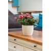 Tymar Flowerpot, pack of 2, round shape, planter, crochet look