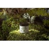 Hirsch Organic Cordyceps Sinensis High Strength Extract Powder - Organically