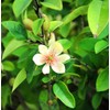 10 Pcs Banana Shrub Seeds Michelia Figo Fragrant Already Sprouted,