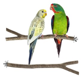 Niteangel Natural Wooden Perches for Bird Cages - Ideal for Cockatiels, Parakeets, Finches & Other Caged Birds (Natural Bark, 2 Pack)