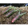 AT PRODUCTS Paddle Toad Frog soft plastic fishing lure -