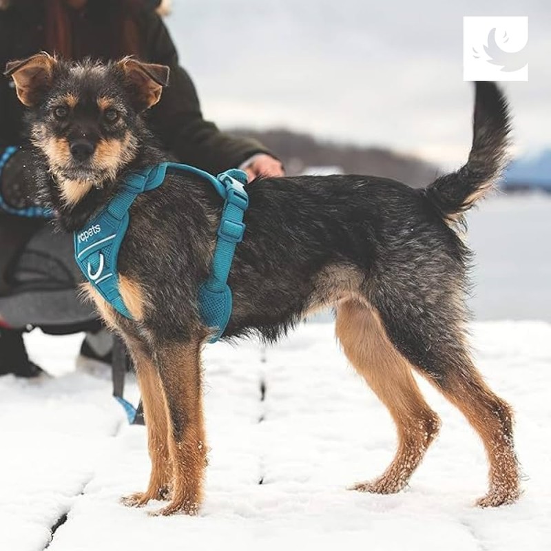 The RC Pets No-Pull, Breathable, Durable Momentum Control Harness |