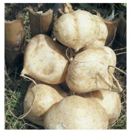 COOL BEANS N SPROUTS Jicama Thai Seeds, (Thai Variety), Asian Variety of Jicama. Seeds for planting. - 50 Seeds