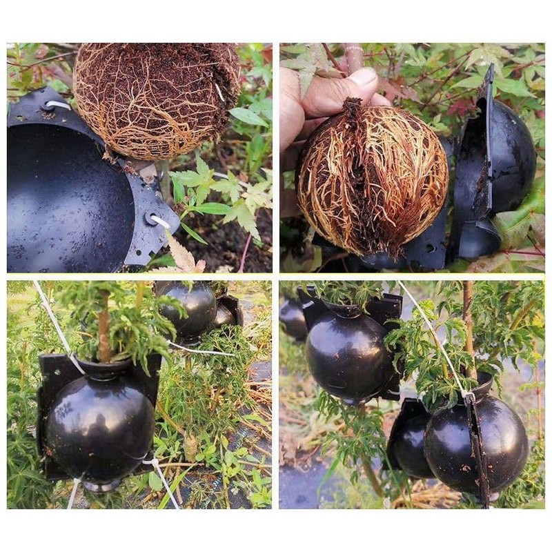 Plus Nao Root Box, Set of 5, Plant Breeding, Plant