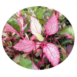 Aussie Queen Tropical Hibiscus Live Plant Variegated Green White Pink Leaves and Red Flowers Starter Size 4 Inch Pot Emerald TM