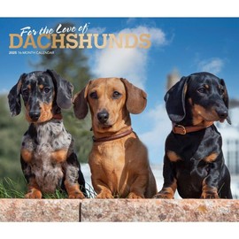 BrownTrout, Dachshunds Deluxe 2025 Wall Calendar