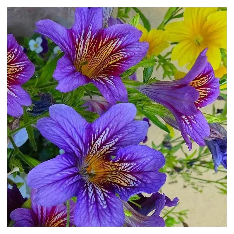 MESay Chilean Morning Glory Seeds - 100 Mixed-Color Seeds for