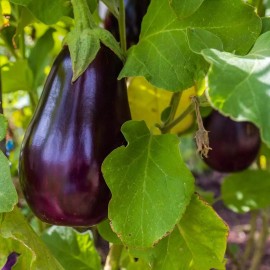 Southeast Seeds Florida Market Eggplant Seeds, Aubergine, Highbush, Heirloom, NON-GMO, FREE SHIP - 300 Seeds