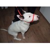 L&J Pets UK All in one Headcollar Lead/Halter/Head Collar To