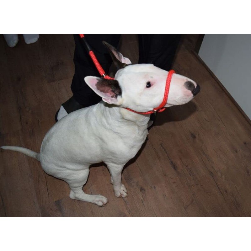 L&J Pets UK All in one Headcollar Lead/Halter/Head Collar To