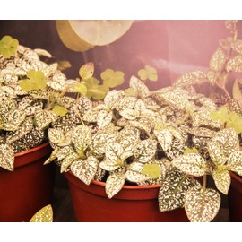 Miracle LED Un-Edison Grow Light Clamp-on Kits, 9W Red Spectrum White Daylight for Vegetables, Herbs, Hydroponics (4-Pack)