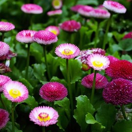 200+ English Daisy - Double Mixed Colors Seeds - Bellis perennis