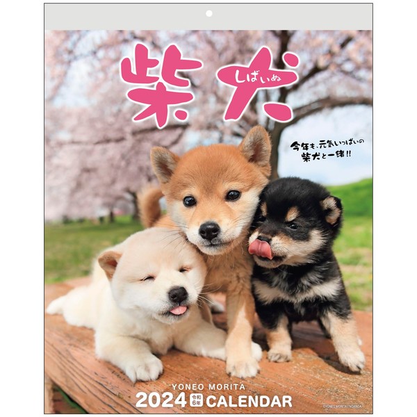 Active Corporation 2024 Calendar Wall Hanging MORITA Yoneo Whole Shiba Inu 24ACL-11 Begins January 2024