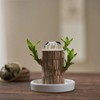Lucky Brazil Wood Potted Plant - Color: Fortune Brazil Wood