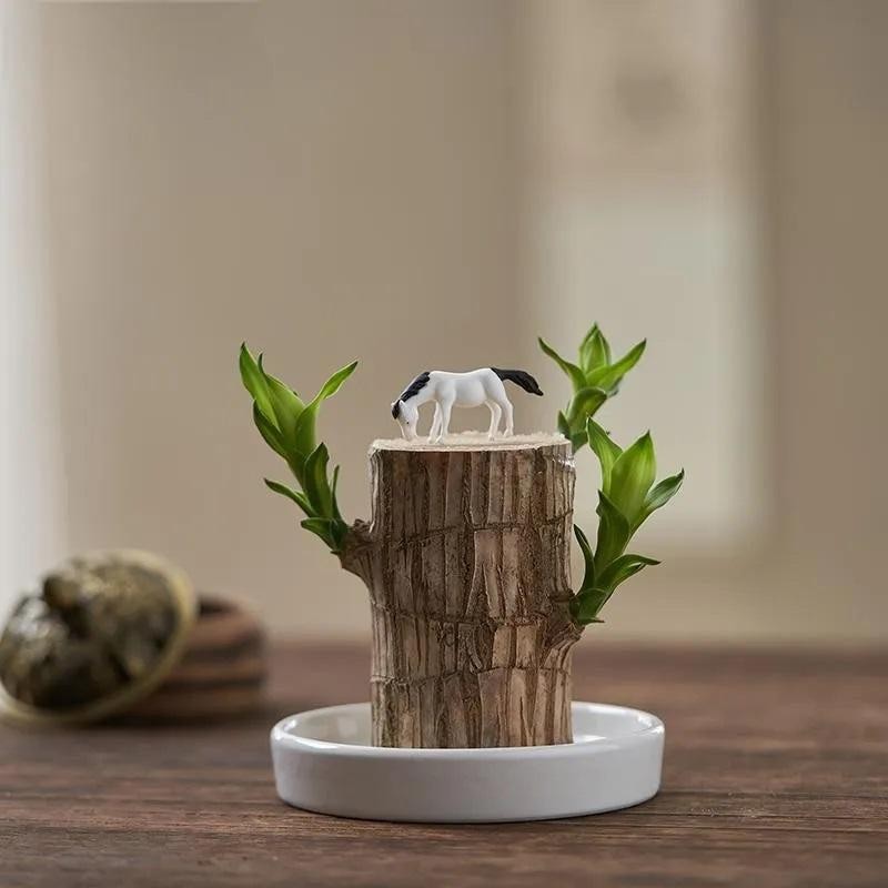 Lucky Brazil Wood Potted Plant - Color: Fortune Brazil Wood
