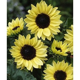 David's Garden Seeds Sunflower Tall Branching Stem Moonshine 1354 (Yellow) 25 Non-GMO, Open Pollinated Seeds
