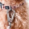 Lucy & Co. Dog Collar - Durable Lightweight Designer Collar