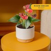 Costa Farms Anthurium, Flamingo Flower Live Plant in Decorative Pot,