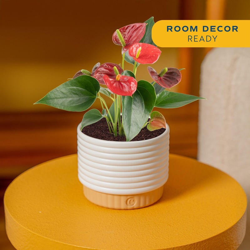 Costa Farms Anthurium, Flamingo Flower Live Plant in Decorative Pot,
