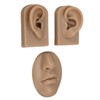 3D Nose and Mouth Model Silicone Ear Model Simulation Display