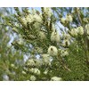 Tea Tree (Arbol de Te) - Aceite Esencial Puro 15