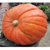 Big Max Pumpkin Seeds - 100 Pounds and Up! -