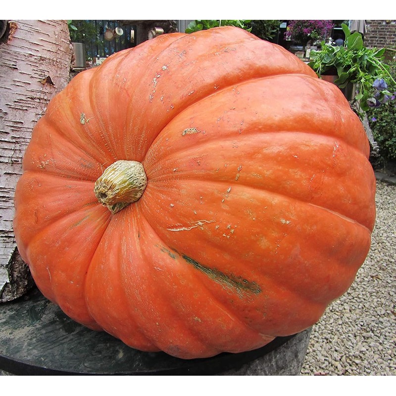 Big Max Pumpkin Seeds - 100 Pounds and Up! -