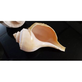 ( Lot of 3) Seashells for Garden Decor ~ Natural Color