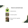 Vegetable Seeds for Planting Vegetables - Variety Salad Pack -