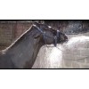 Equinotec Capa Negra Shampoo Para Caballo 5 Lts