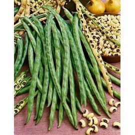 BmoreSpicy.com 15 - 500 Seeds Blackeye Pea Black Eye Eyed Southern Cow Peas Heirloom Beans (50)