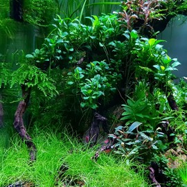 SubstrateSource Dwarf Hairgrass Eleocharis Parvula Live Aquarium Plant for Freshwater Planted Fish Tanks - Aquatic Potted Plants (4 Bunches)