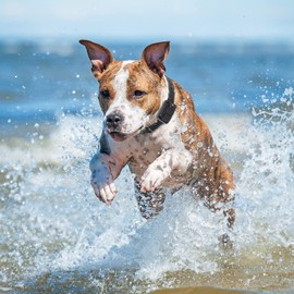 Educator Additional Receiver and Collar Compatible with all Educator Training Systems, Yellow