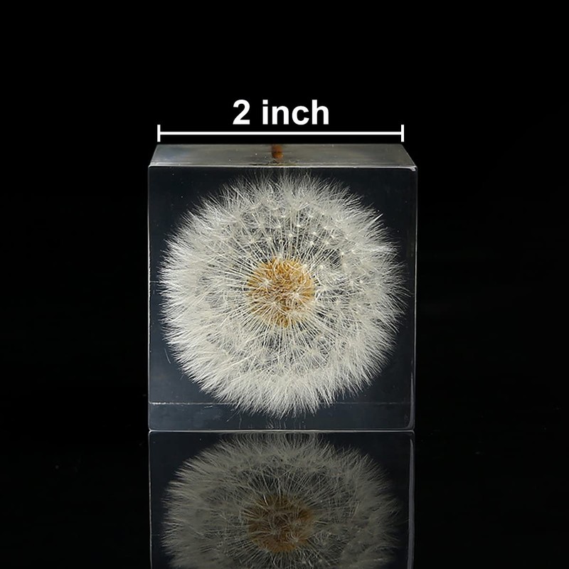 DESHINTKE Cube Dandelion Specimen Paperweight with Wood Box, 2 inch