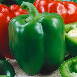 Chinese Giant Sweet Pepper Seeds - 1 Lb ~80000 Seeds - Non-GMO, Heirloom - Vegetable Garden - Capsicum annuum