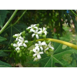 Tree Cnidoscolus aconitifolius (Spinach Tree) No Root Cutting