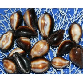 Shorely Yours Cypraea Onyx Seashells,Sail - 80 shells $82.98