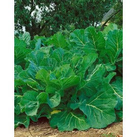 Sunshine Seeds Portuguese Kale Seeds (200) / ORGANIC / FLORIDA GROWN
