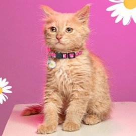 BiPawTi 2X Daisy Cat Collar with Bell & Daisy Charm, Cute Floral Kitten Collar - Soft Cotton Breakaway Cat Collars, Safety Quick Release Buckle Kitty Collars for Cats Kitten - Purple + Pink(2 Pack)