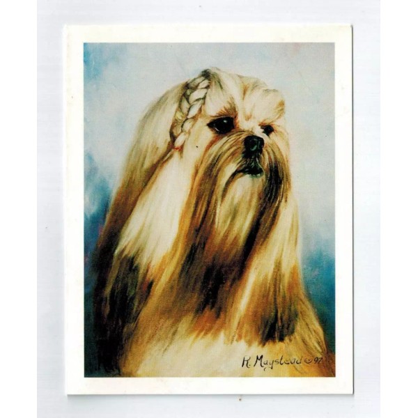 New Lhasa Apso Head Study Notecards 6 Blank Note Cards