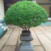 Seeds4planting - Seeds Ornamental Holy Basil Indoor Tulsi Green Thai