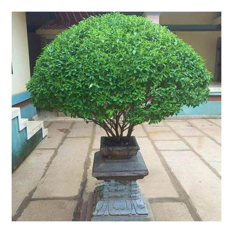 Seeds4planting - Seeds Ornamental Holy Basil Indoor Tulsi Green Thai