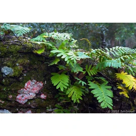 RESURRECTION PLANT Live! Rose of Jericho Dinosaur Fern Miracle Air Prehistoric