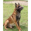 Dog Muzzle for Large Dogs, German Shepherd Muzzle with Adjustable