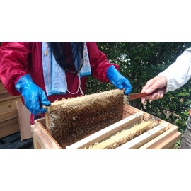 Nissin Honey Pure Argentina & Canada Honey 25.4 oz (720 g) x 12 Bottles (Case)