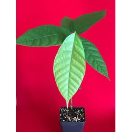 New and Healthy Theobroma Cacao Cocoa Chocolate Fruit Tree - TRINITARIO - Potted Plant Yellow Green