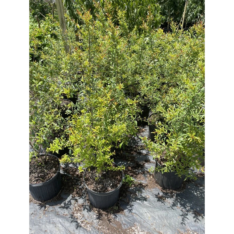 Tree POMEGRANATE TREE (Grafted) 3 Feet Tall.