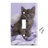 GRAPHICS & MORE Domestic Shorthair Kitten Cat Angel Wings Purple