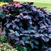 Outsidepride Alternanthera Purple Knight Seeds - 20 Pcs Purple Foliage,